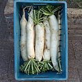 rettich ofwel daikon